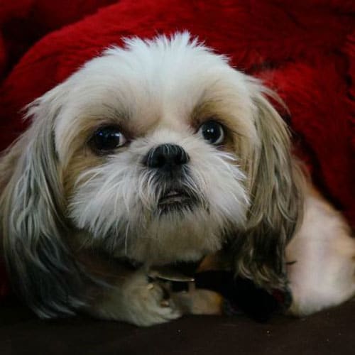 My Fur Babies Love Ambie