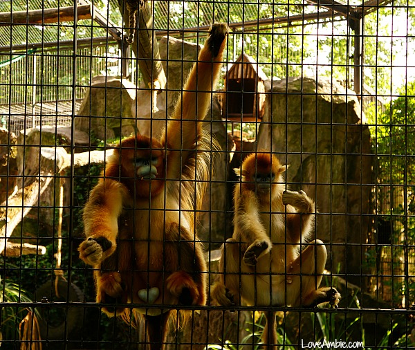Golden Monkey Shanghai Zoo