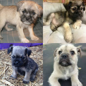 Adorable Pug Cross Breeds (2026 Guide)